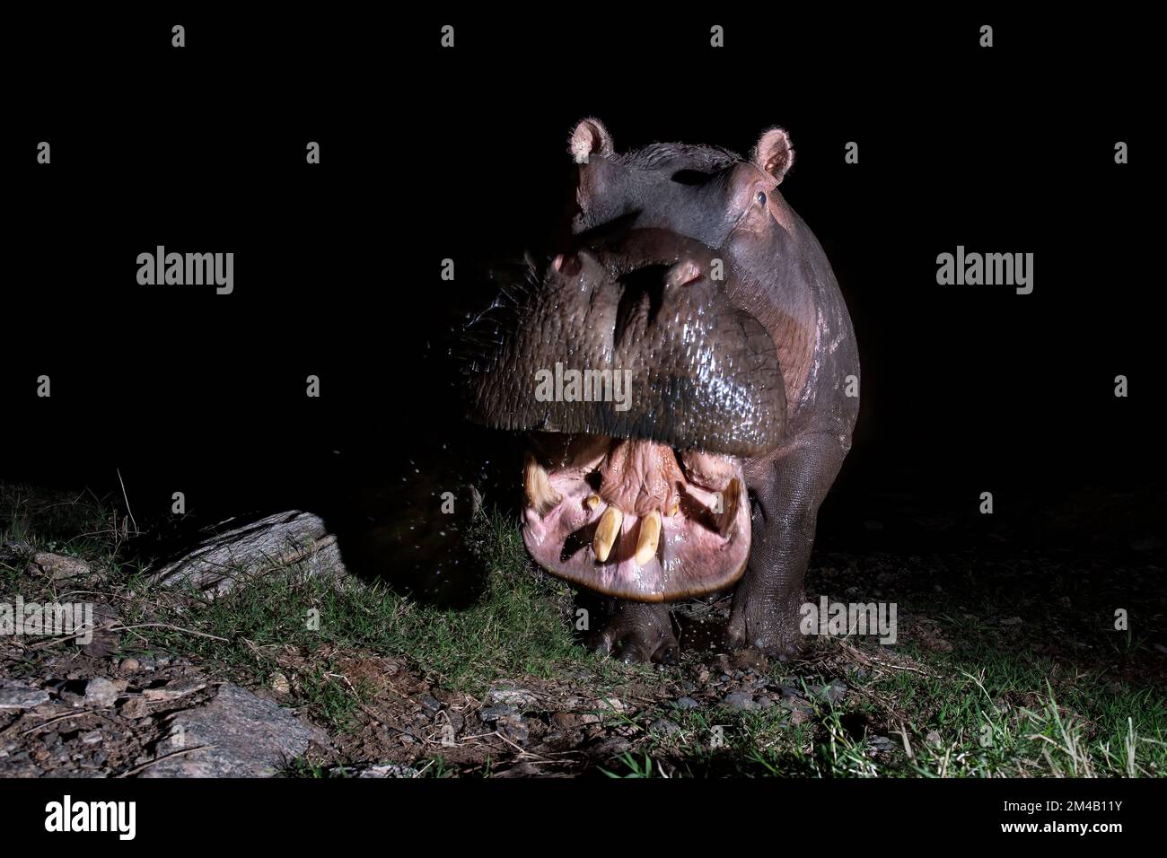 Hippo bull minaccia la macchina fotografica, Masai Mara, Olare Motorogi Conservancy, Kenya. Foto Stock