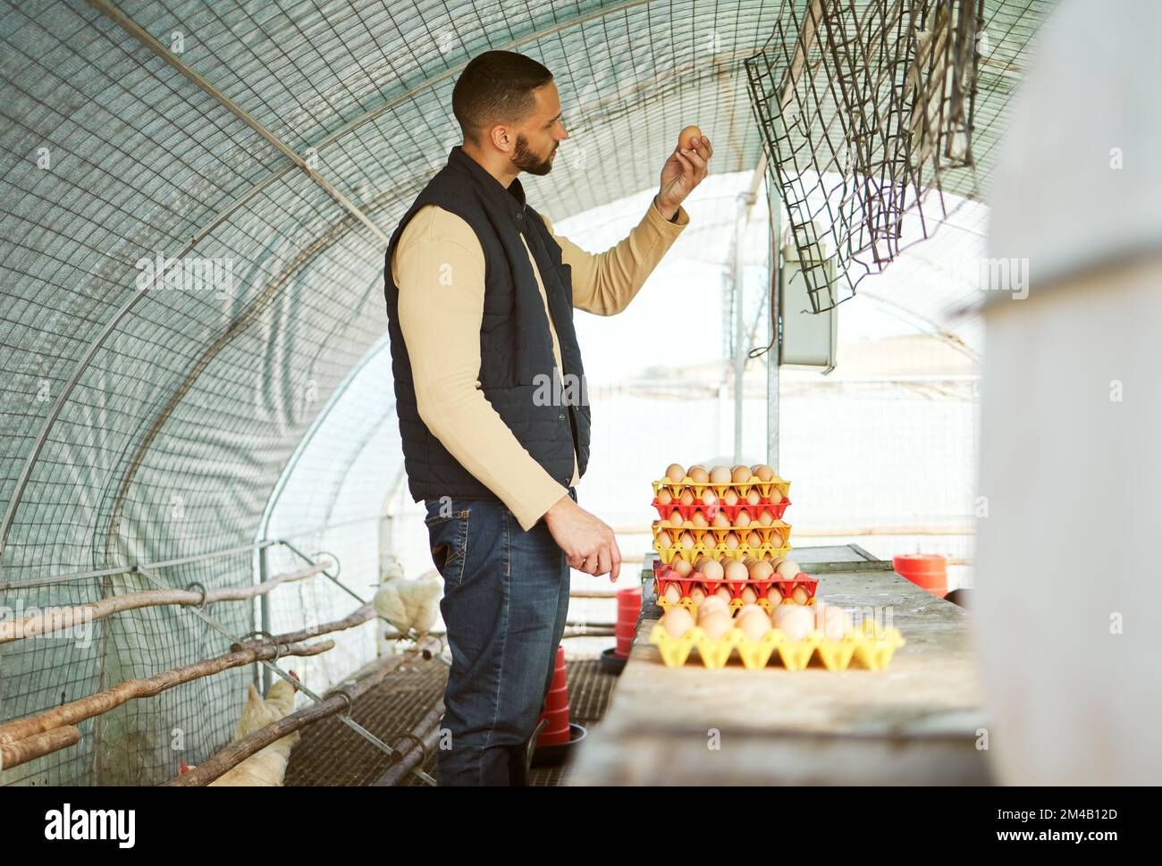 Le uova di uomo, vassoio o pollo controllano le vendite dell'industria alimentare, gli ordini di esportazione di logistica o la gestione di controllo di qualità sulla coop dell'agricoltura di campagna. Coltivatore Foto Stock