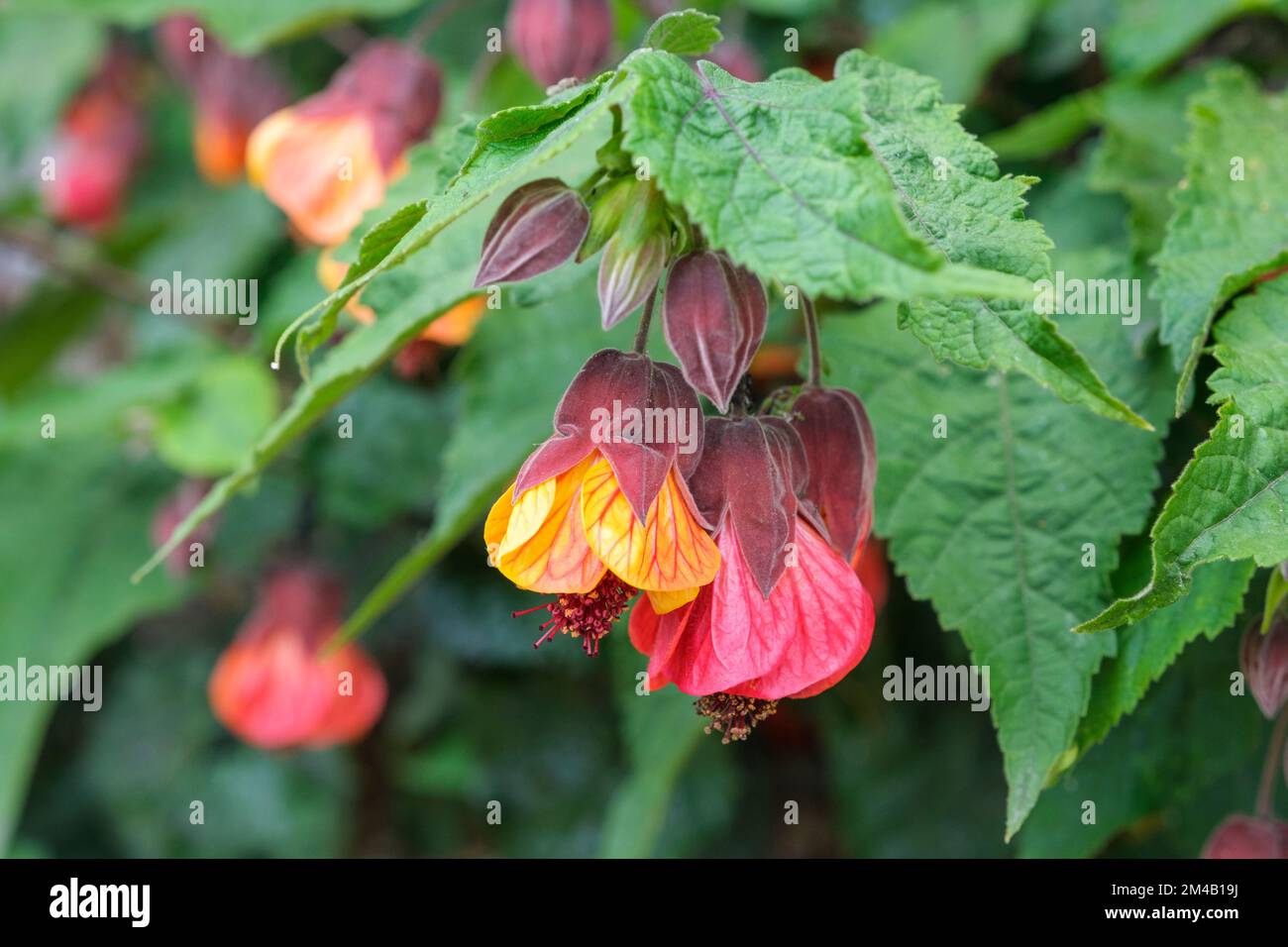 LAVA CALDA ARANCIONE ABUTILON, fiori svasati e flutiti con petali arancioni brillanti e venati rossi Foto Stock