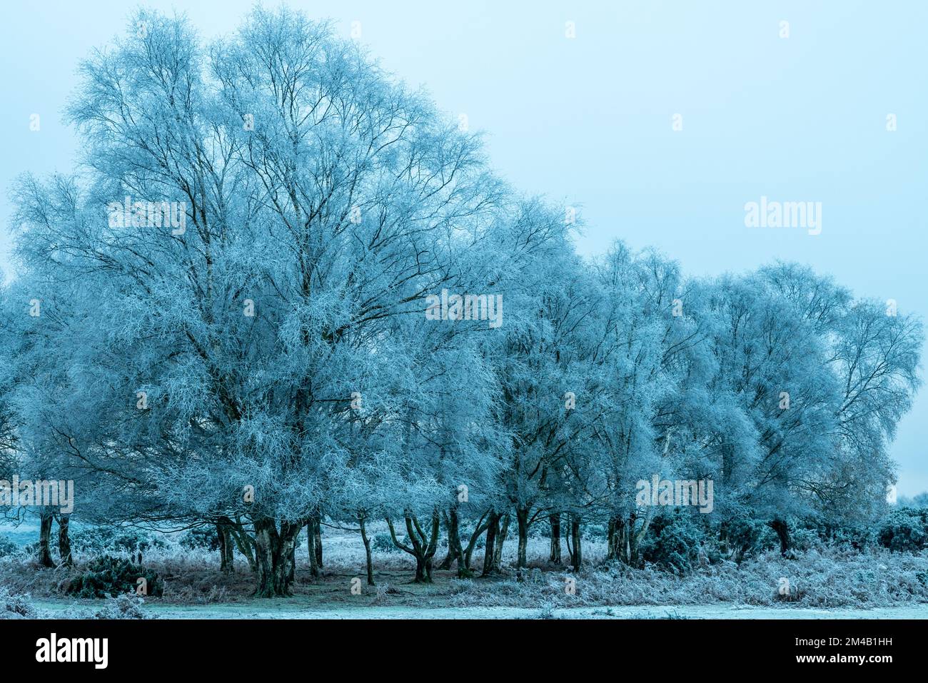 Alberi ghiacciati, freddo, blu, inverno Foto Stock