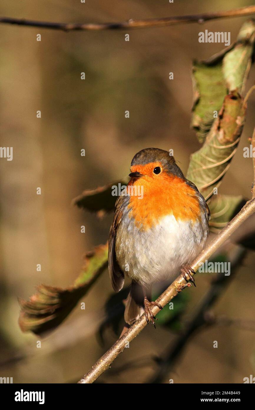 Robin con piume soffiato mantenere caldo e godersi il sole mentre appollaiato su un ramo Foto Stock