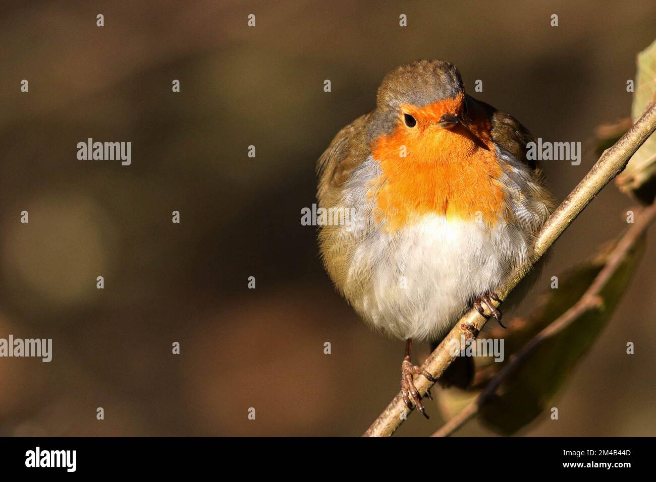 Robin con piume soffiato mantenere caldo e godersi il sole mentre appollaiato su un ramo Foto Stock