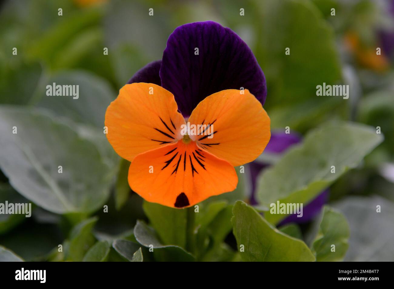 Singola Viola Cornuta ammirate 'Ala arancione Viola' (Pansy ornato) Fiore cresciuto in un confine in un giardino inglese di campagna, Lancashire, Inghilterra, Regno Unito. Foto Stock