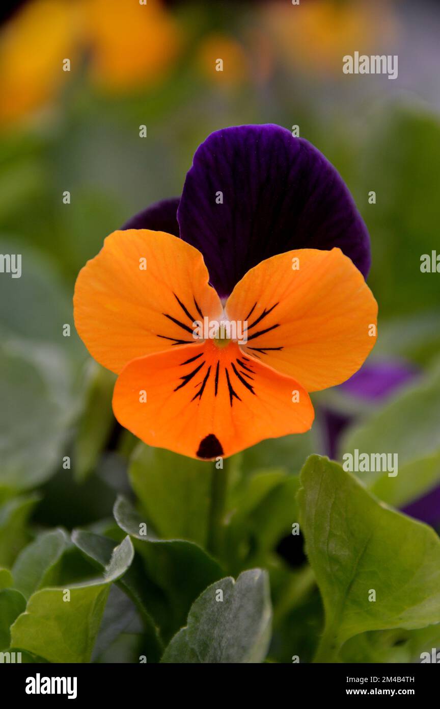 Singola Viola Cornuta ammirate 'Ala arancione Viola' (Pansy ornato) Fiore cresciuto in un confine in un giardino inglese di campagna, Lancashire, Inghilterra, Regno Unito. Foto Stock