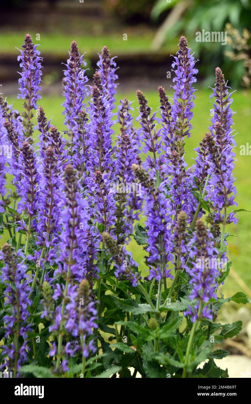 Bush Clump of Blue Salvia x sylvestris 'Blue Hill' ('Blauhugel' Sage) coltivato su una pentola in un giardino di campagna inglese, Lancashire, Inghilterra, Regno Unito. Foto Stock