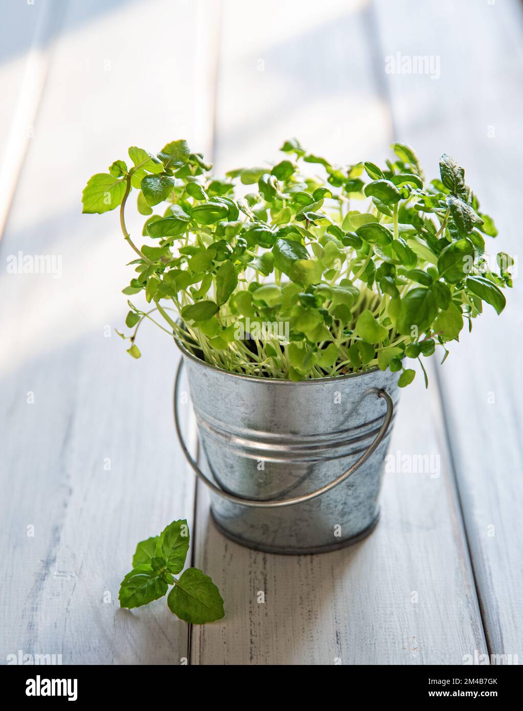 basilico micro-verde cresciuto in un vaso di metallo su uno sfondo di legno bianco. Il concetto di alimentazione cosciente, cibo vegetariano Foto Stock