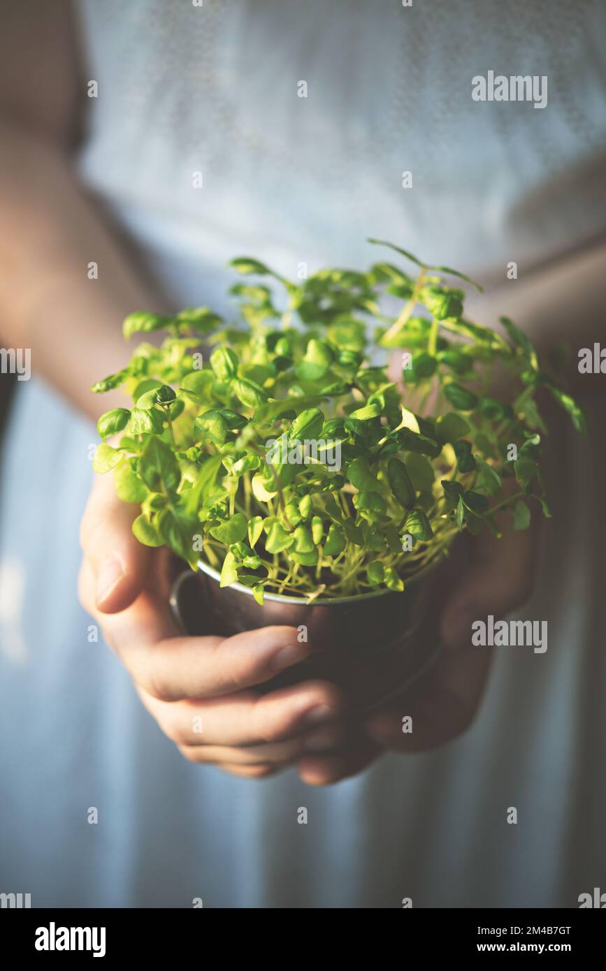 il basilico micro-verde cresciuto è tenuto dalle mani di una donna in un vestito bianco. Foto tinta. Macro e immagine ravvicinata Foto Stock