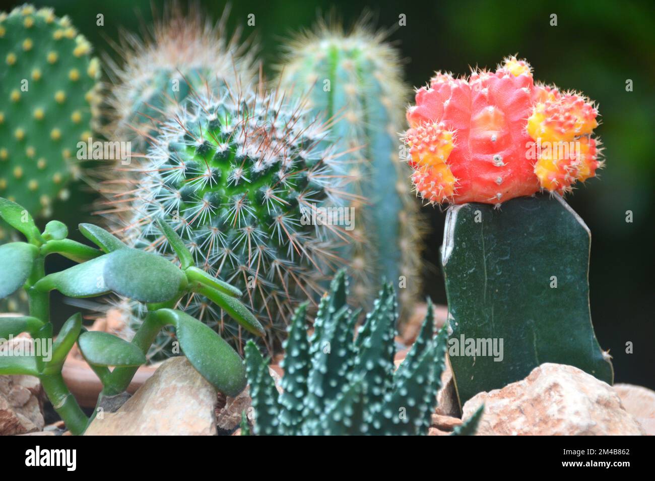 Primo piano di una varietà di piccole piante di Cactus in esposizione su un tavolo da patio in un giardino inglese di campagna, Lancashire, Regno Unito. Foto Stock