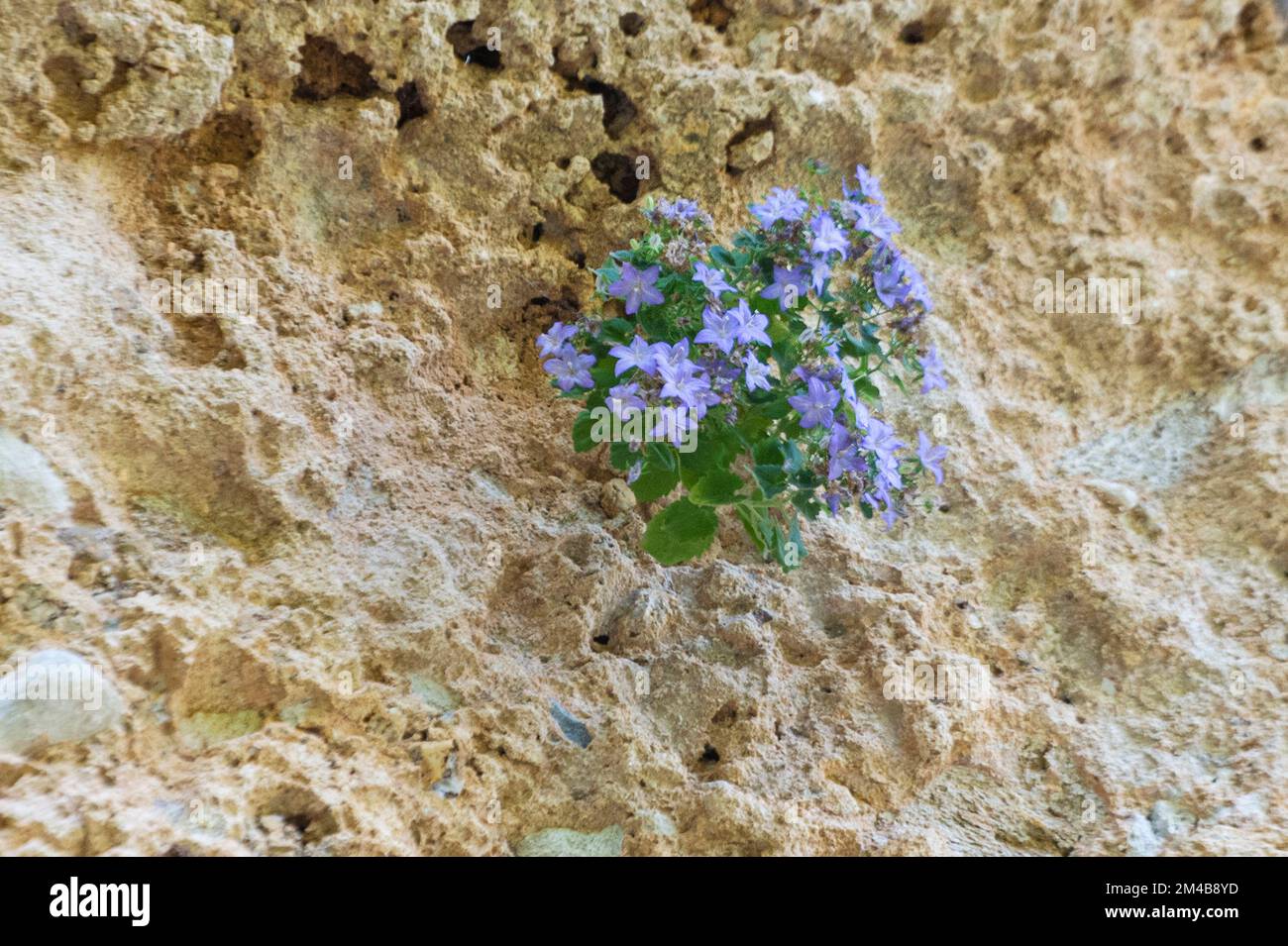 campanula isophylla fiori, orco, italia Foto Stock