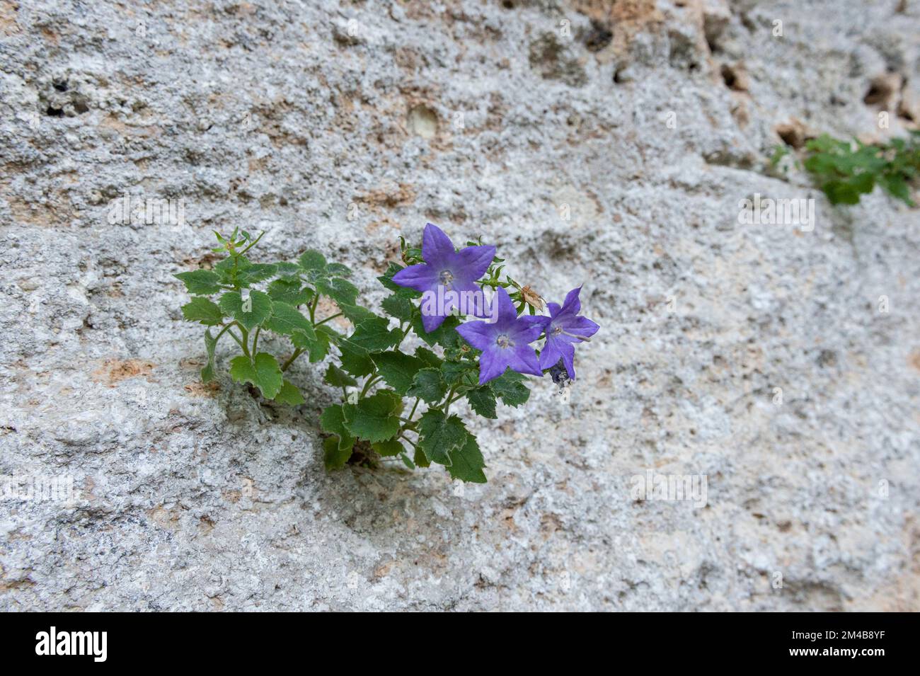 campanula isophylla fiori, orco, italia Foto Stock