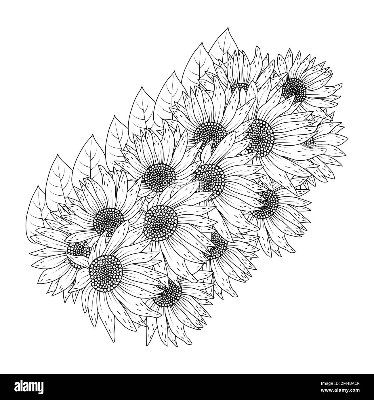 foglie di girasoli - 7 vettore di girasole contorno colorazione pagina di petalo fioritura e foglie fiore illustrazione Immagine e Vettoriale - Alamy