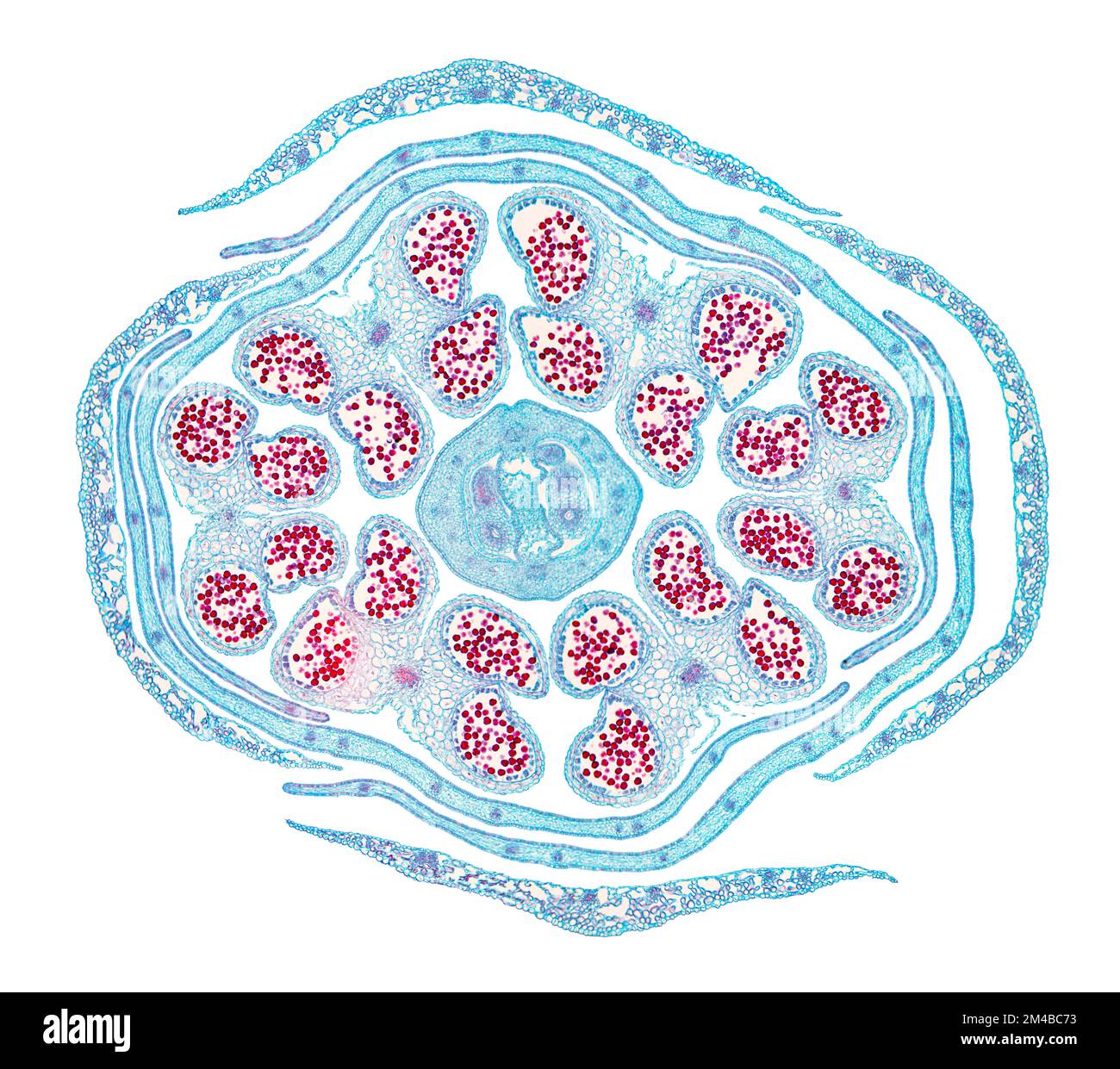 Germoglio di colza, sezione trasversale, 20X micrografia leggera. Subsp. Brassica napus napus, noto anche come colza o colza, al microscopio leggero. Foto Stock