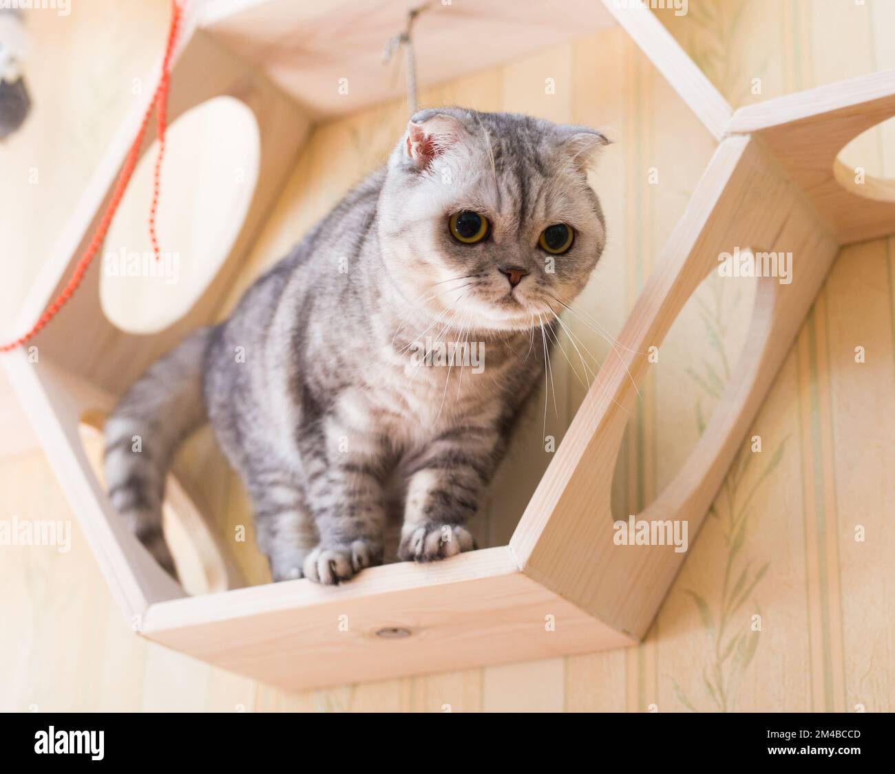 Carino gatto grigio scozzese fold che gioca su scaffale in legno Foto Stock