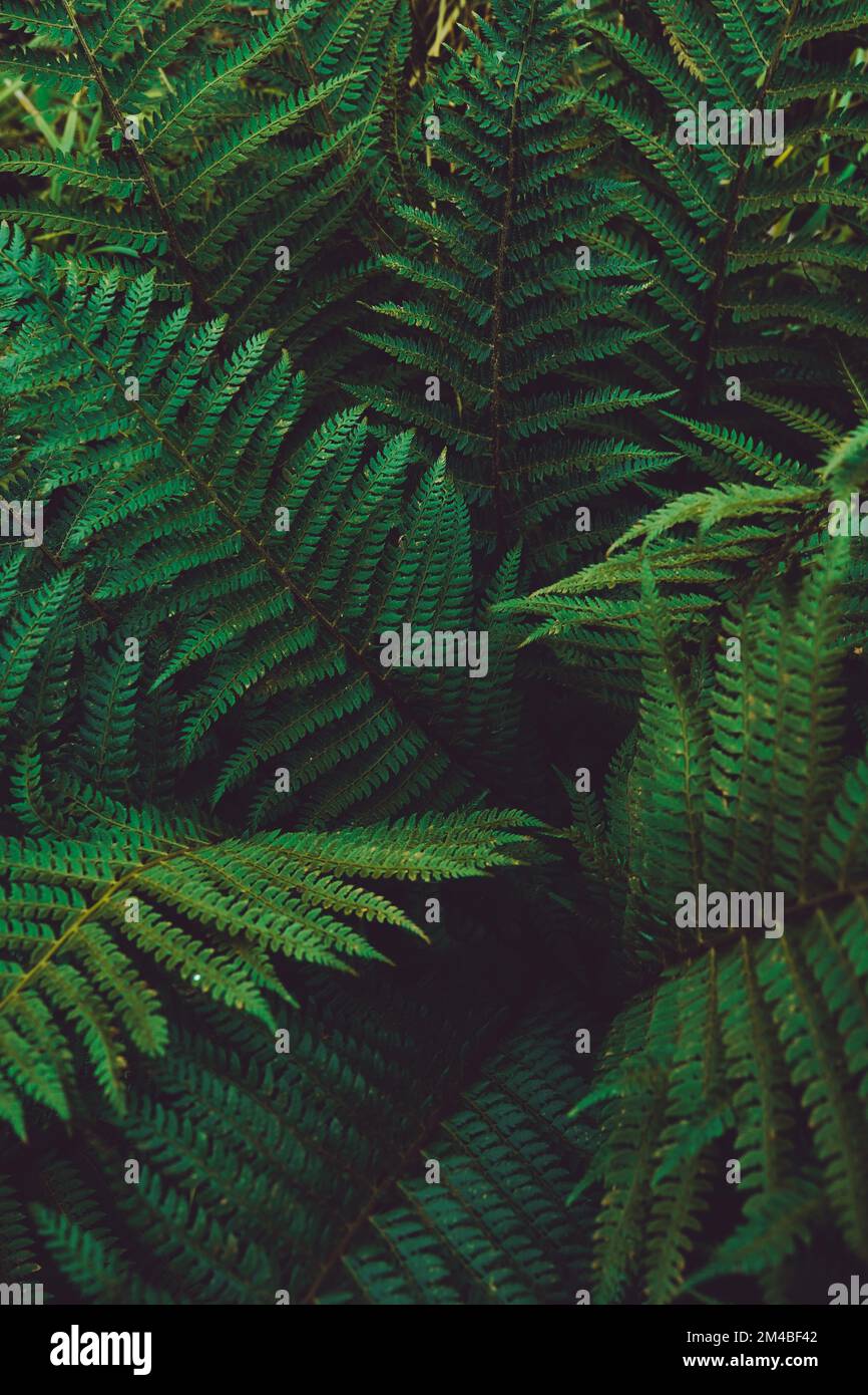 Verde naturale foglie sfondo. Splendido motivo verde Foto Stock