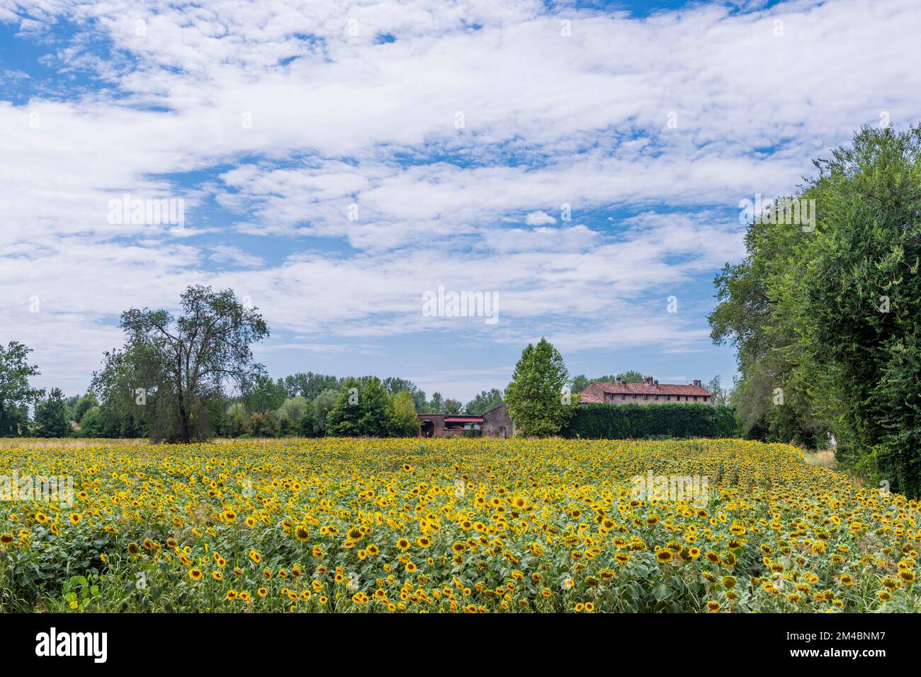 campo di girasoli vicino a sp 52, crema, italia Foto Stock