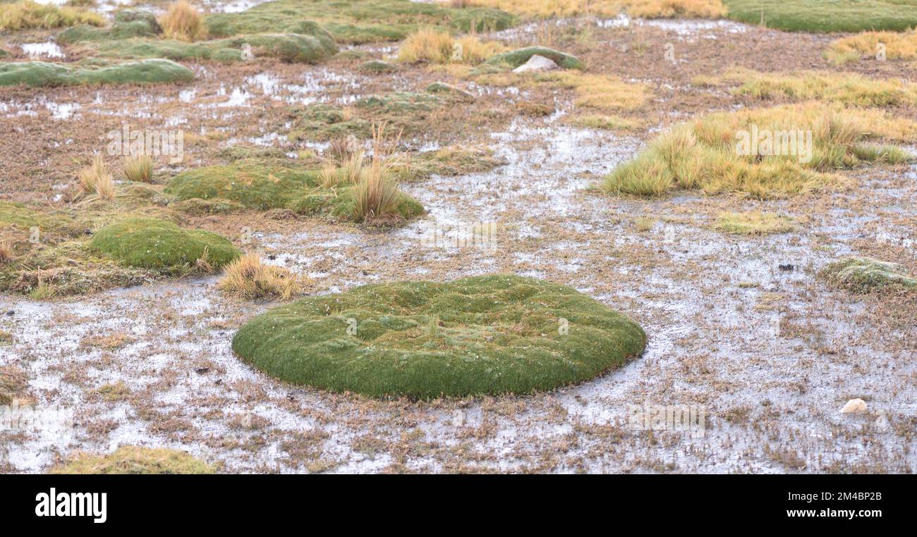 Cuscini di vegetazione che crescono nelle Ande sopra San Mateo. Queste piante a bassa crescita prosperano in un ambiente duro, spazzato dal vento, spesso congelato e boggy Foto Stock