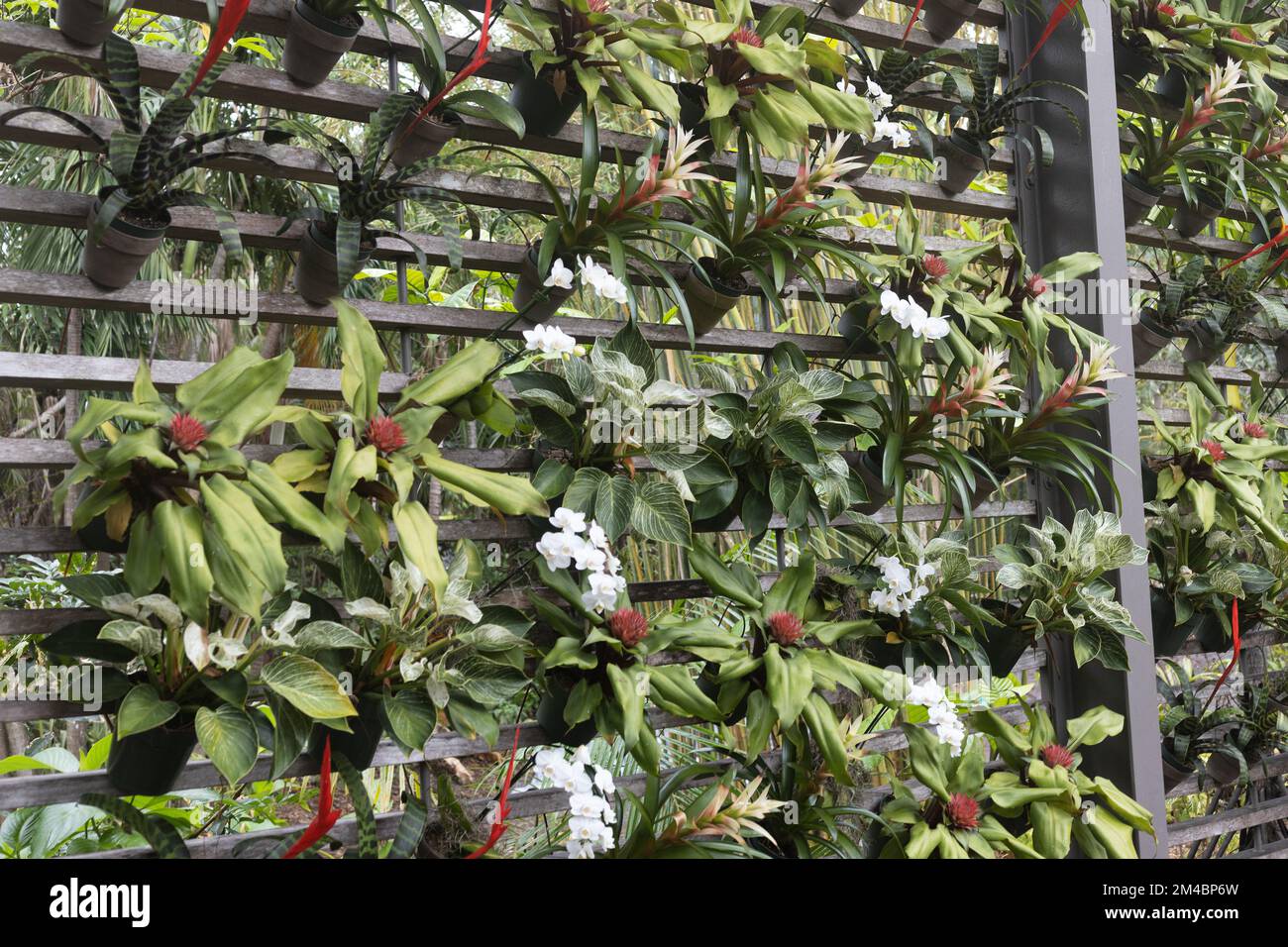 Un giardino verticale esterno a parete con bromeliadi e orchidee. Foto Stock