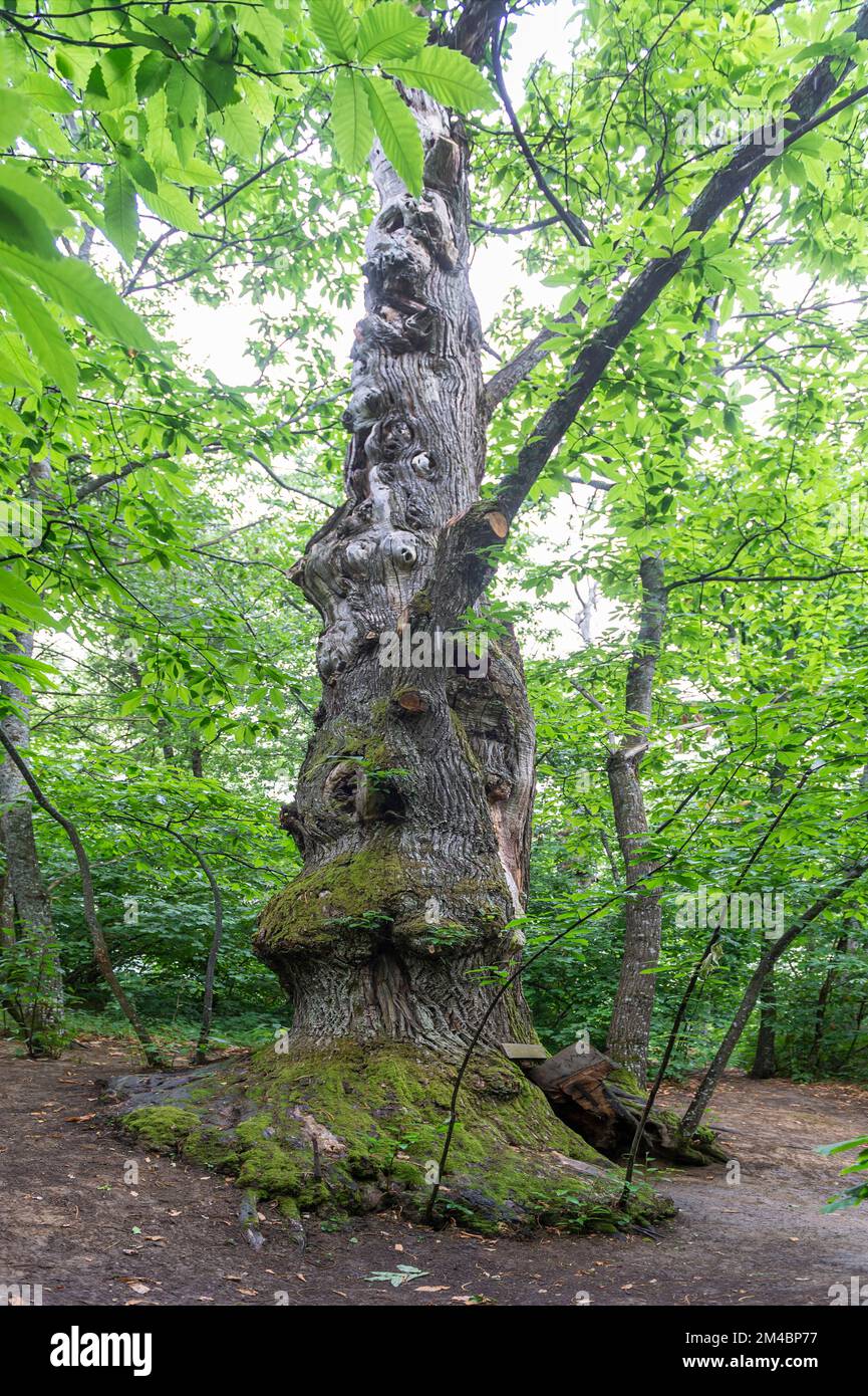 castagno partigiano, tiano, italia Foto Stock