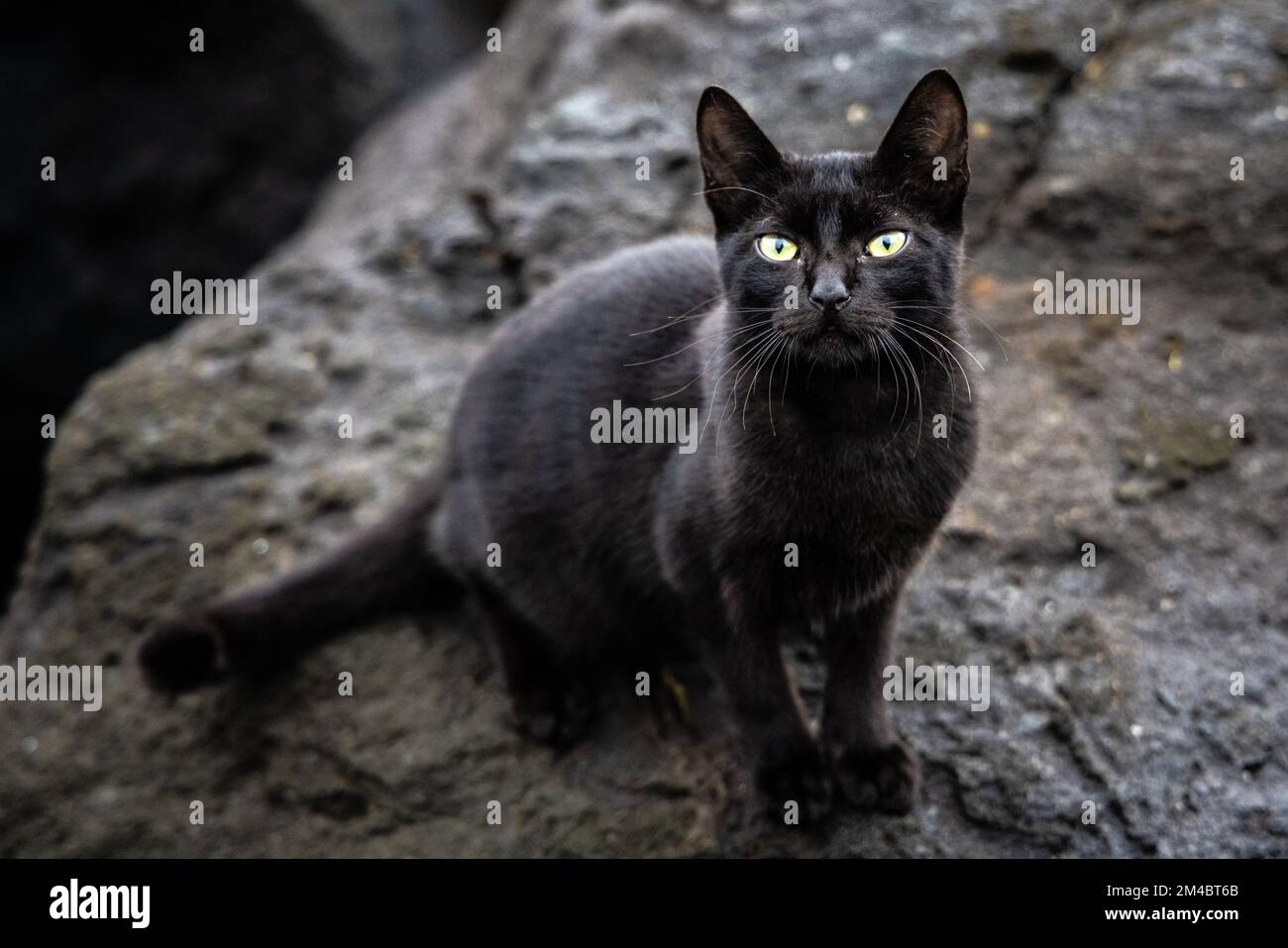 Gatto nero con occhi intensi seduti su una roccia all'aperto Foto Stock
