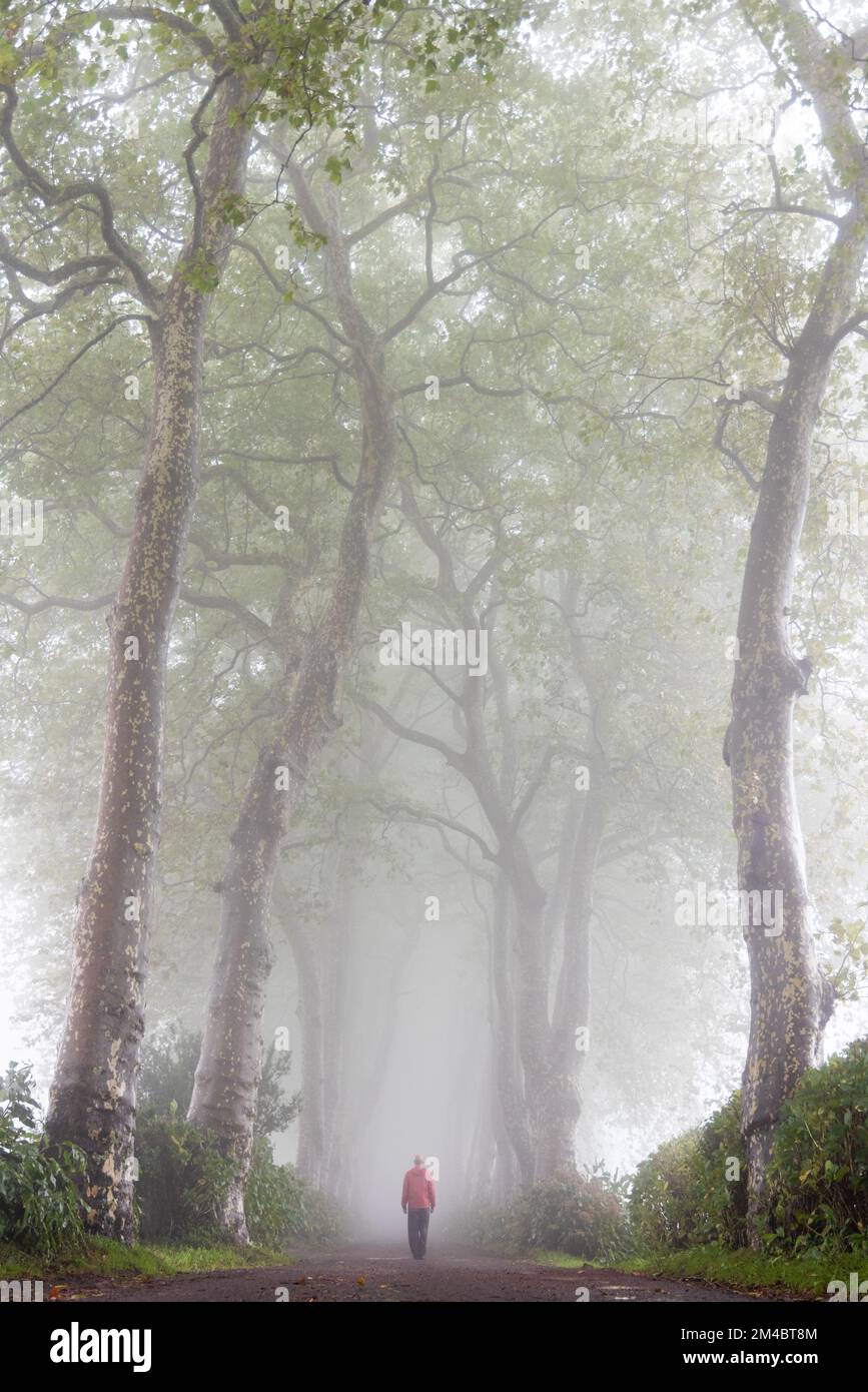 Strada foggy fiancheggiata da grandi alberi con un umore misterioso Foto Stock