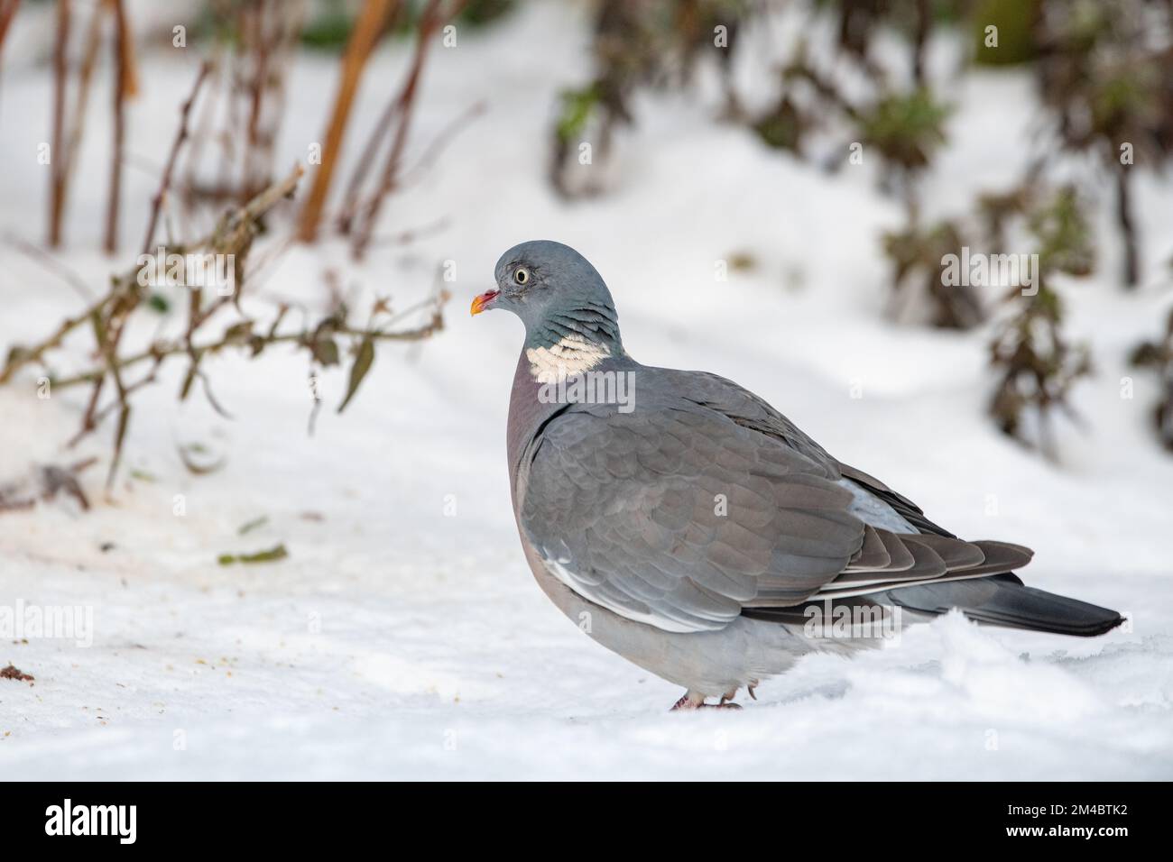 Piccione di legno (Columba palumbus) nella neve, Inverurie, Aberdeenshire, Scozia, Regno Unito Foto Stock