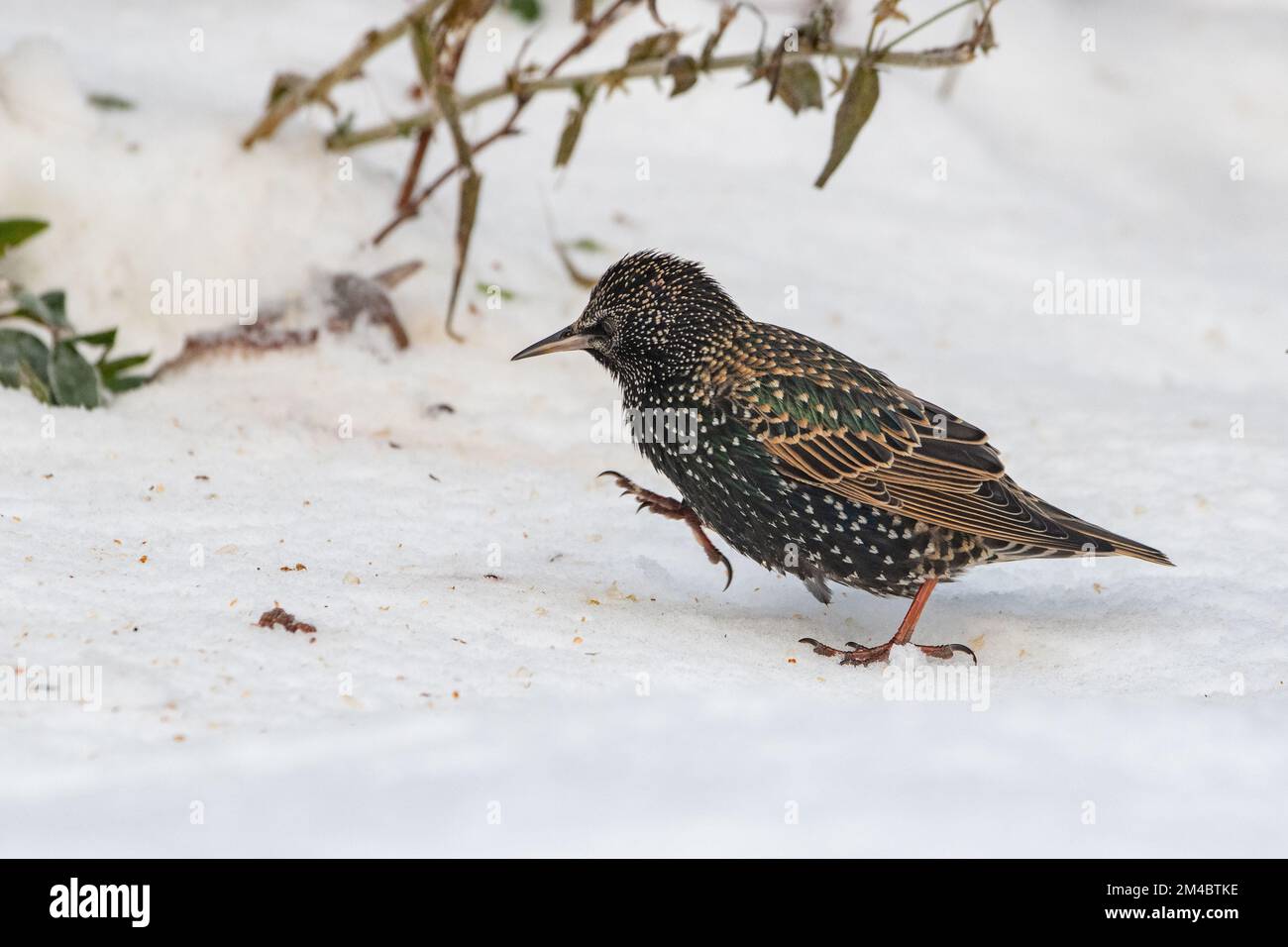 Starling (Sturnus vulgaris) nella neve, Inverurie, Aberdeenshire, Scozia, Regno Unito Foto Stock