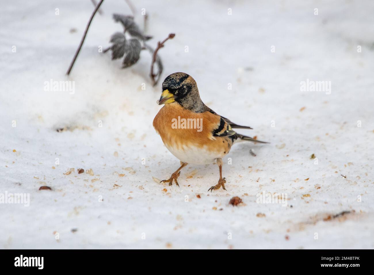 Brambling (Fringilla montifringilla) nella neve, Inverurie, Aberdeenshire, Scozia, Regno Unito Foto Stock