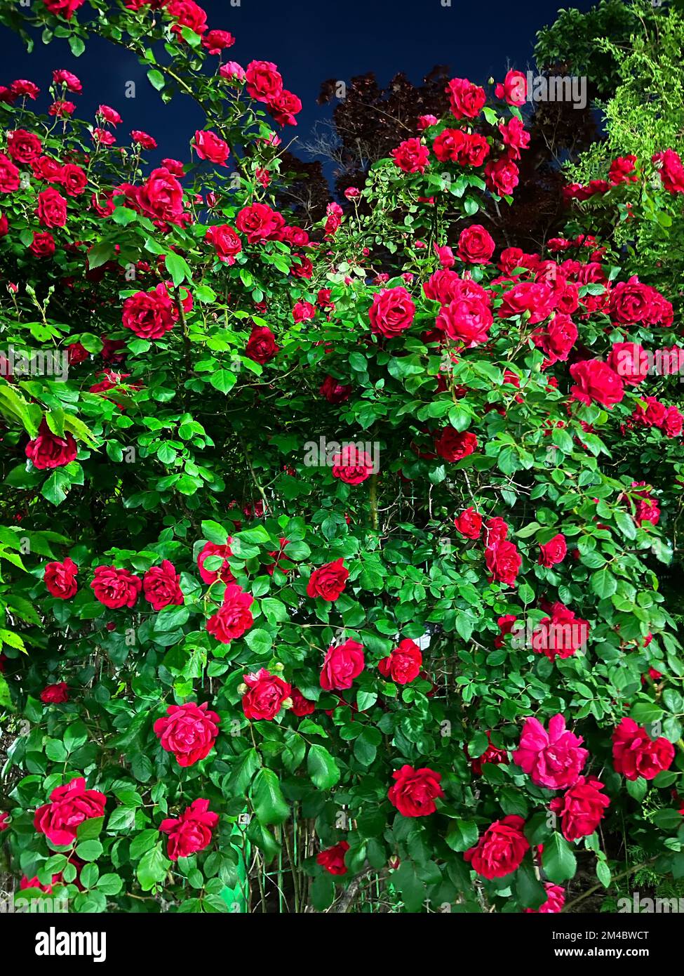 Belle rose rosse sotto il cielo notturno Foto Stock