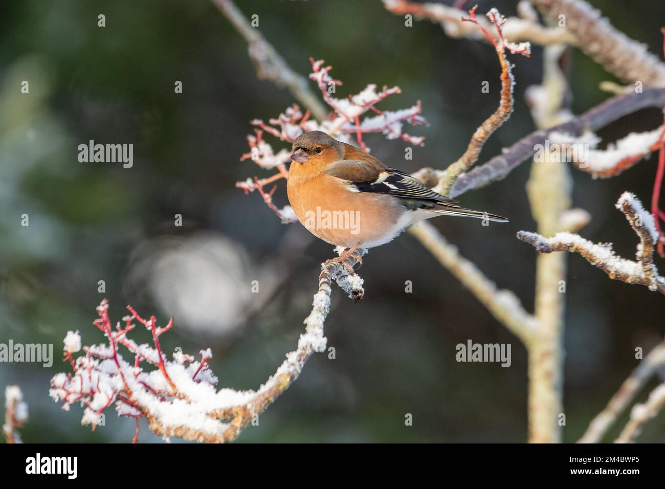 Chaffinch maschio (Fringilla coelebs) nella neve, Inverurie, Aberdeenshire, Scozia, Regno Unito Foto Stock