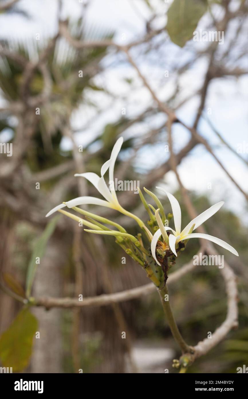 Plumeria stenopetala fioritura. Foto Stock
