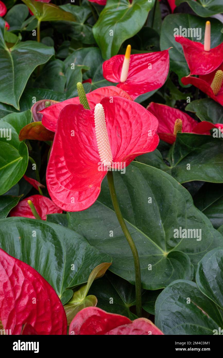 Fiori in serra al Phipps Conservatory di Pittsburgh Foto Stock