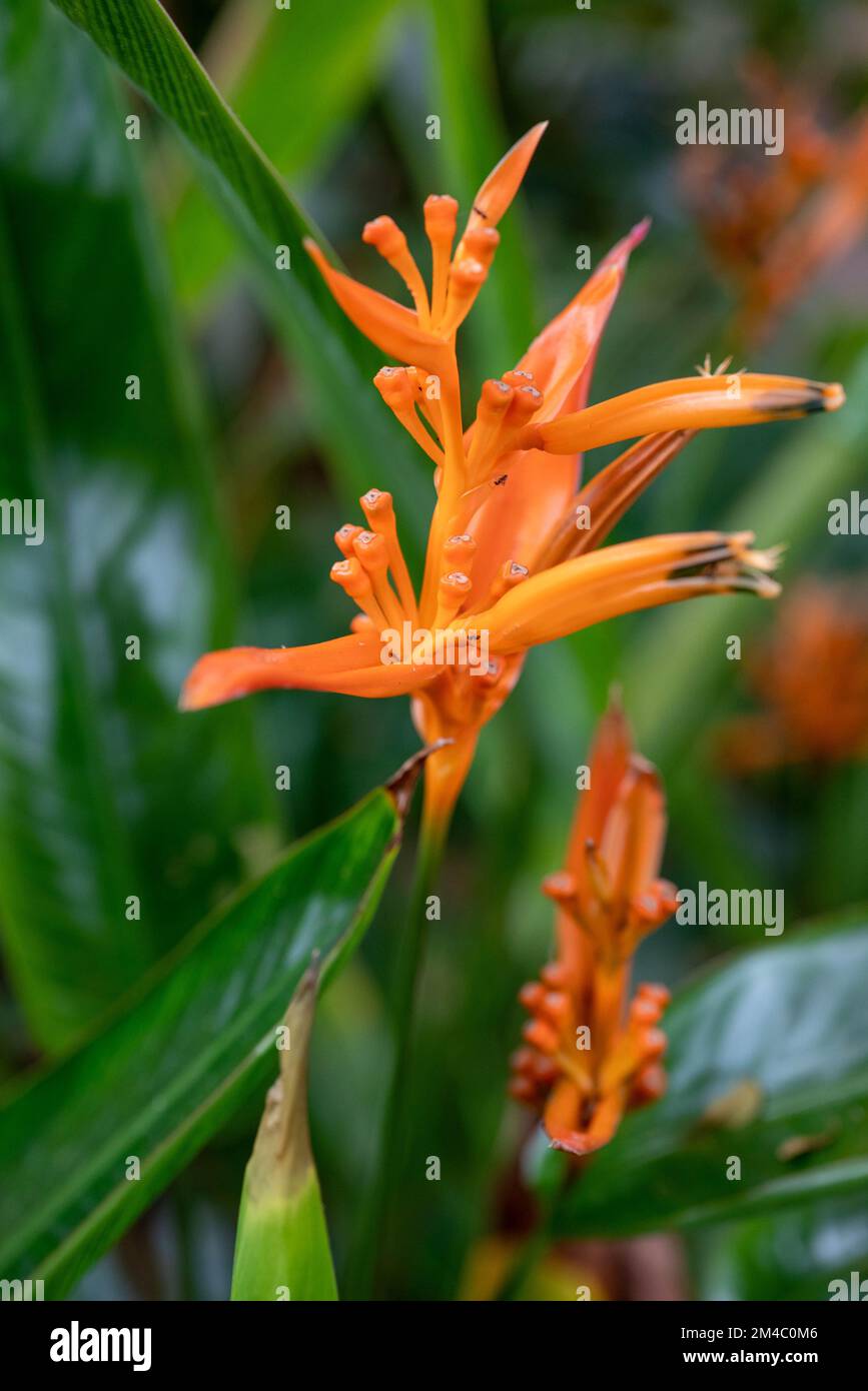 Fiori in serra al Phipps Conservatory di Pittsburgh Foto Stock