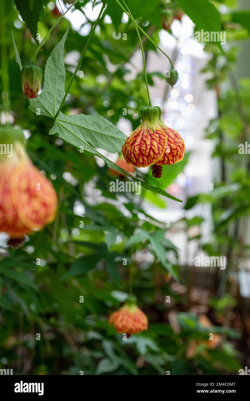 Fiori in serra al Phipps Conservatory di Pittsburgh Foto Stock