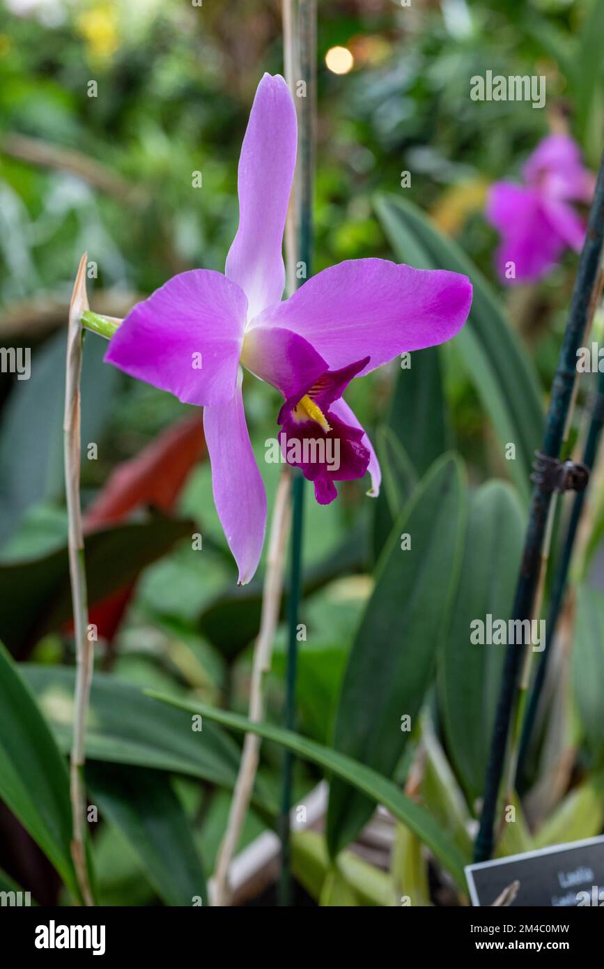 Fiori in serra al Phipps Conservatory di Pittsburgh Foto Stock