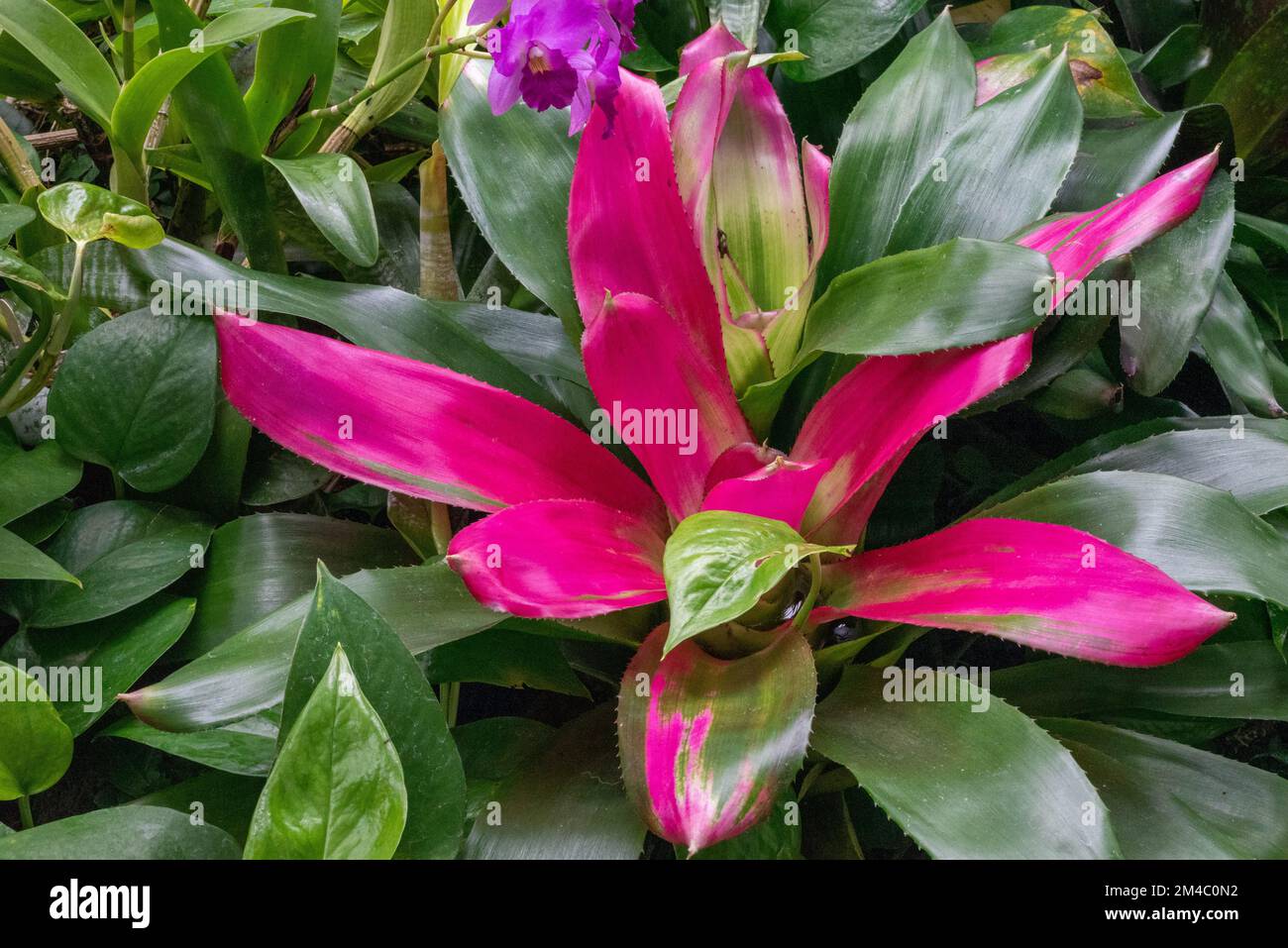 Fiori in serra al Phipps Conservatory di Pittsburgh Foto Stock