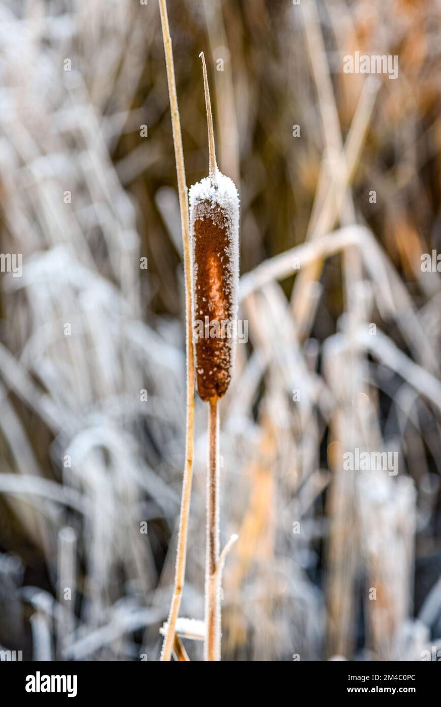 Den Helder, Paesi Bassi. Dicembre 2022. Canna coperta di hoarfrost. Foto di alta qualità Foto Stock