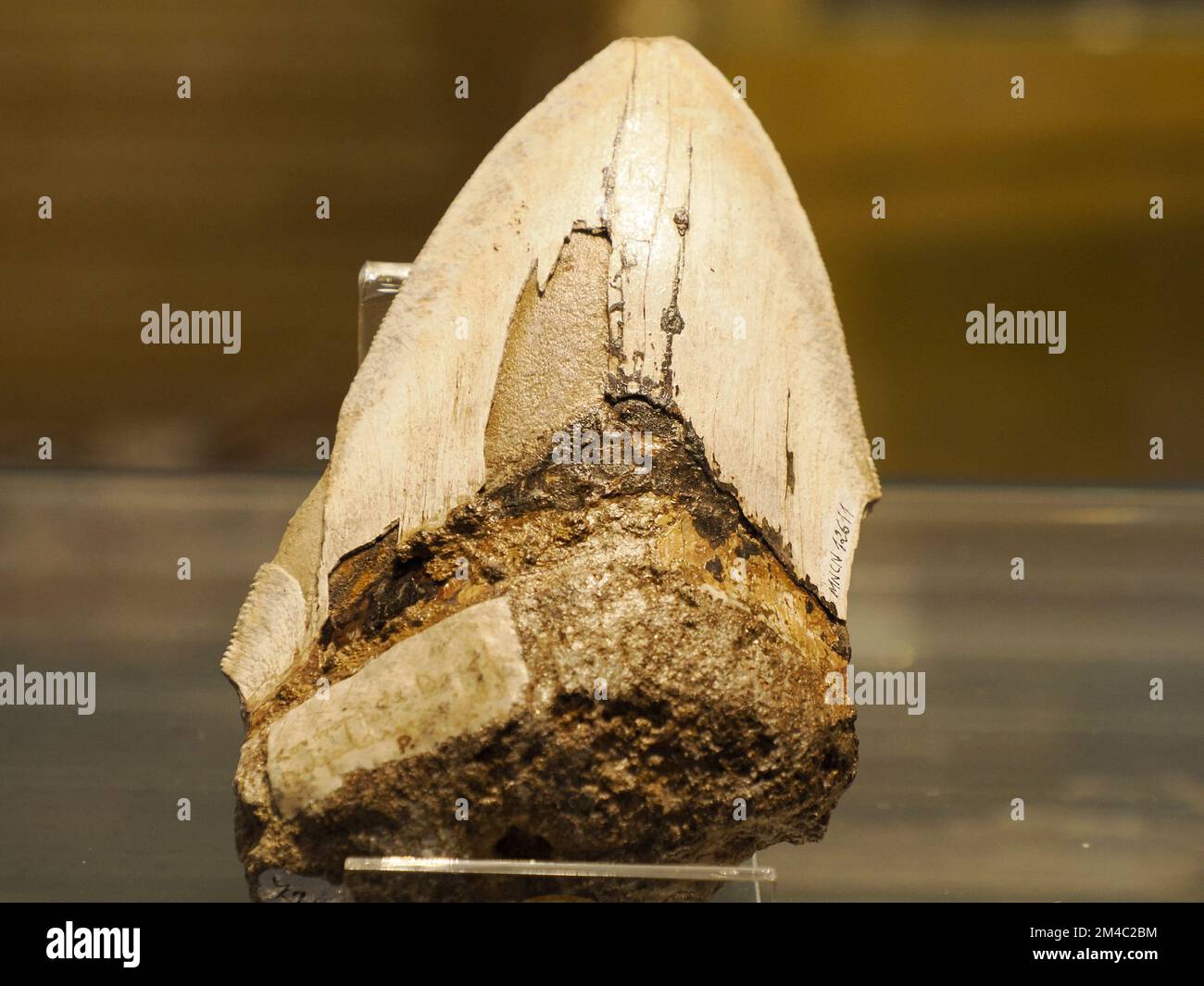 45 milione di anni Megalodon Shark dente primo piano Foto Stock