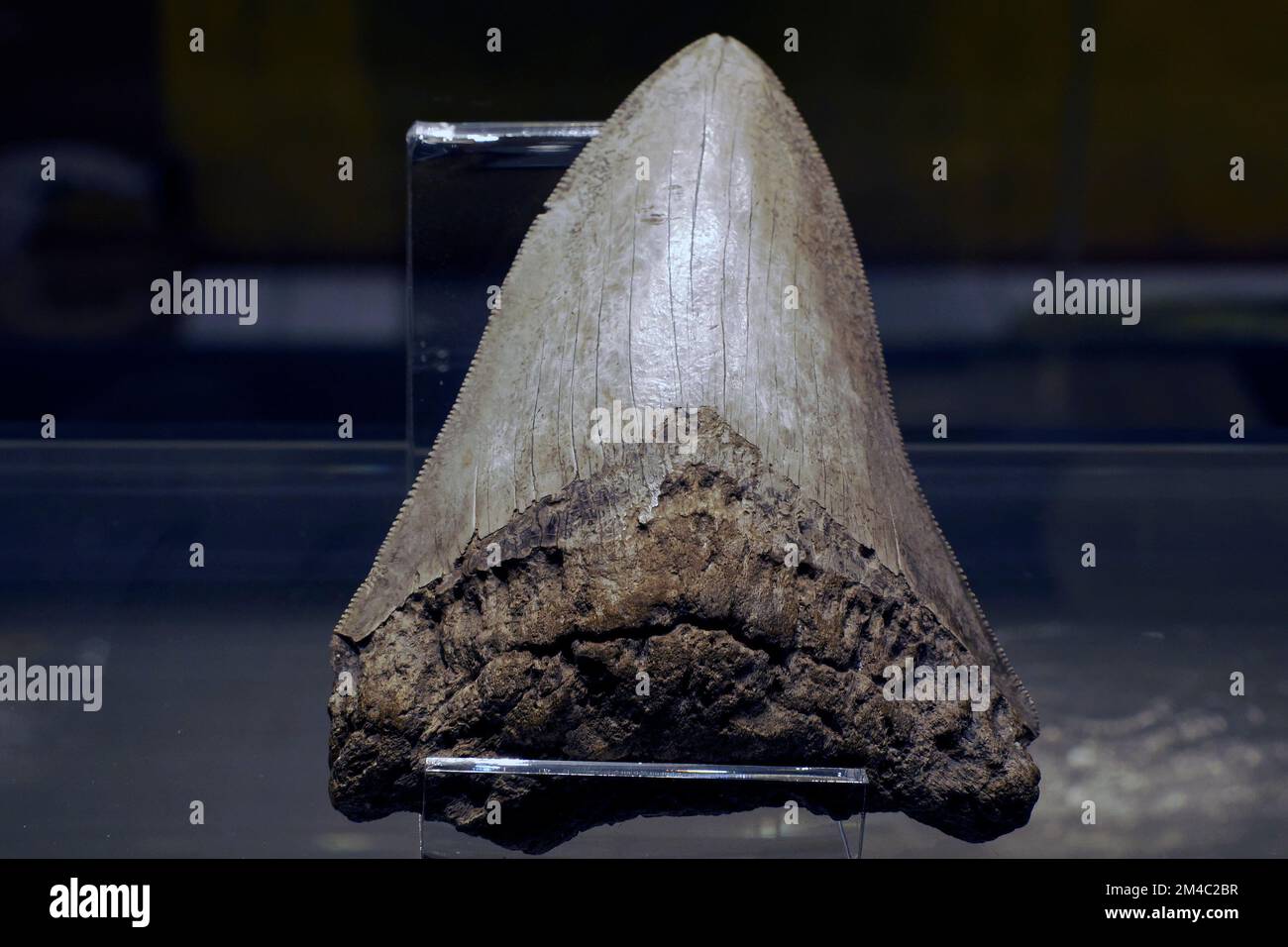 45 milione di anni Megalodon Shark dente primo piano Foto Stock