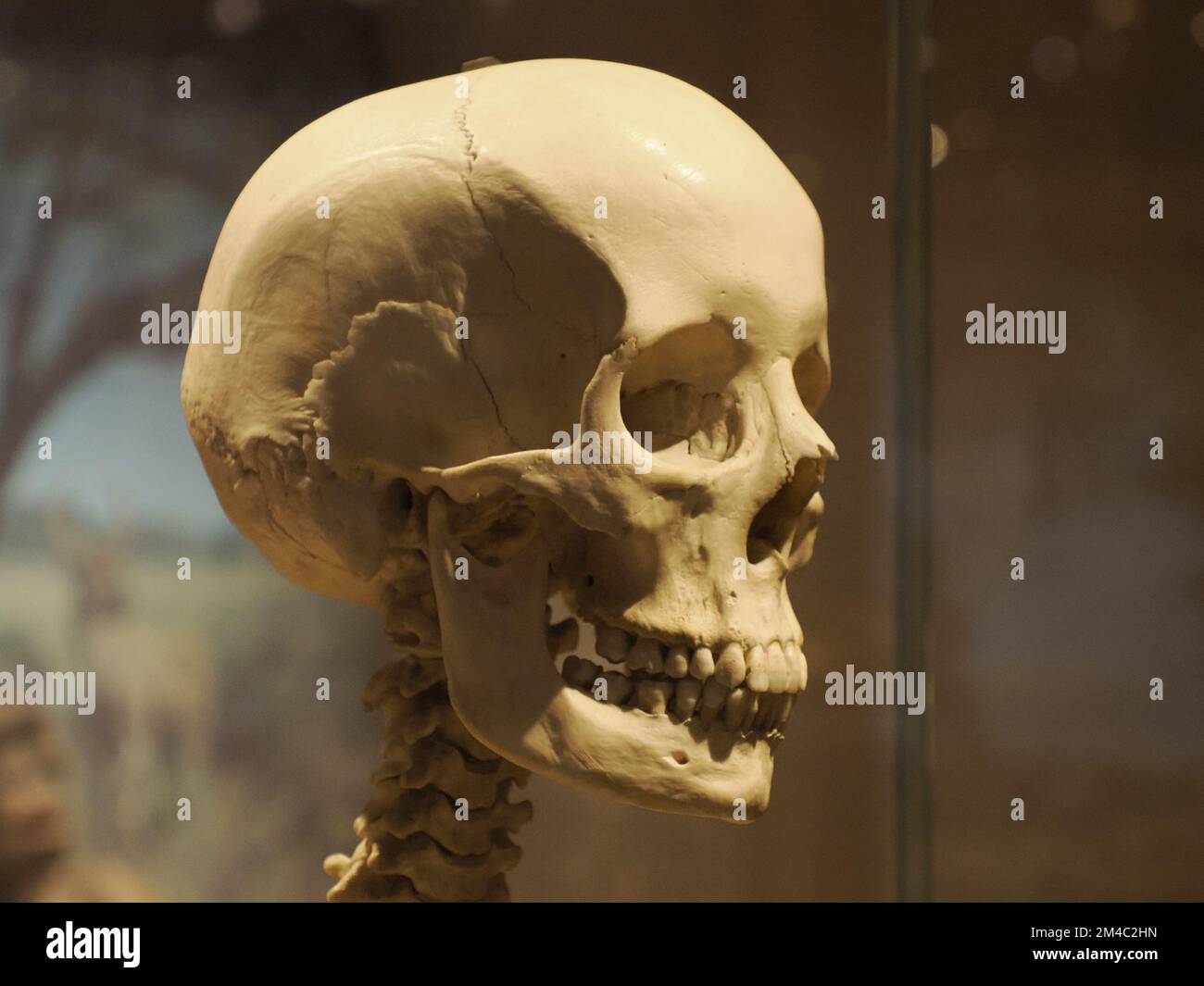 L'evoluzione del cranio umano preistorico Neanderthal mostra dettagli Foto Stock