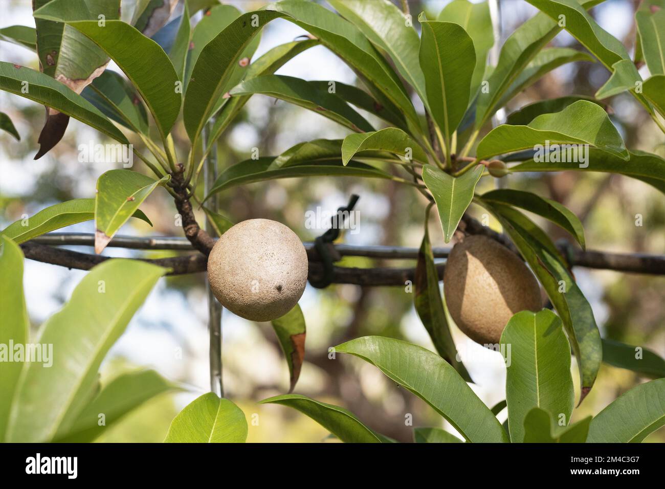 Manilkara zapota 'Silas Woods' frutta che cresce su recinto. Foto Stock