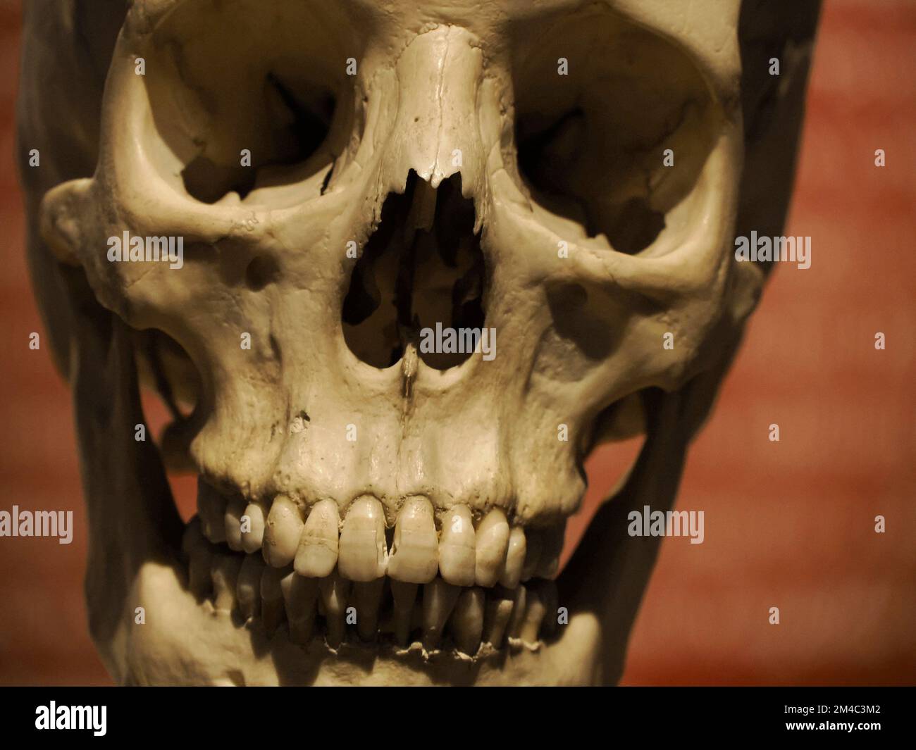 L'evoluzione del cranio umano preistorico Neanderthal mostra dettagli Foto Stock