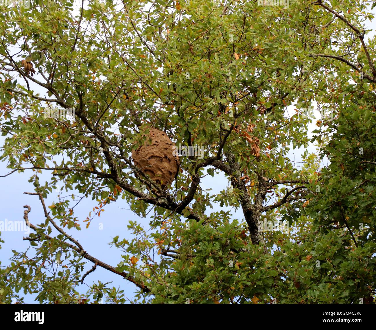 Nido di Hornet asiatico Foto Stock