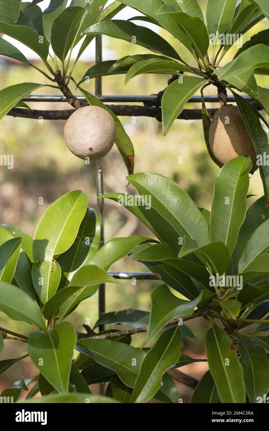 Manilkara zapota - 'boschi di Silas' frutta che cresce su recinto. Foto Stock