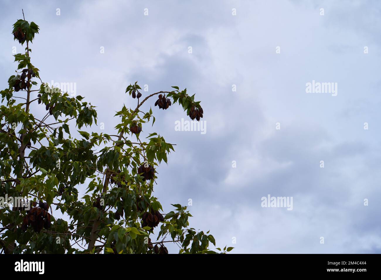 Un ramo di tre con un cielo nuvoloso Foto Stock