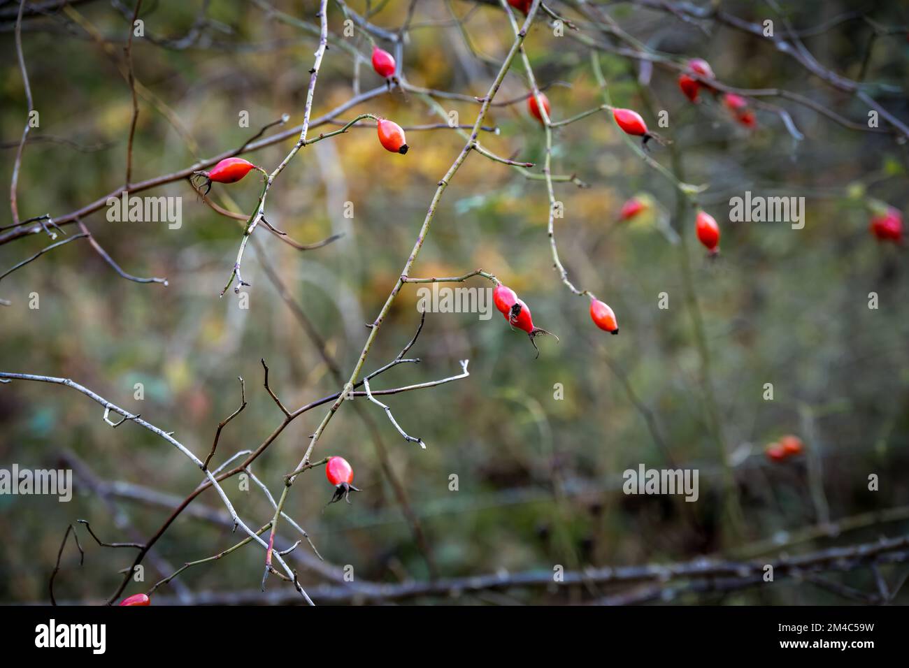 Rosa rossa brillante fianchi selvatici in autunno, primo piano Foto Stock