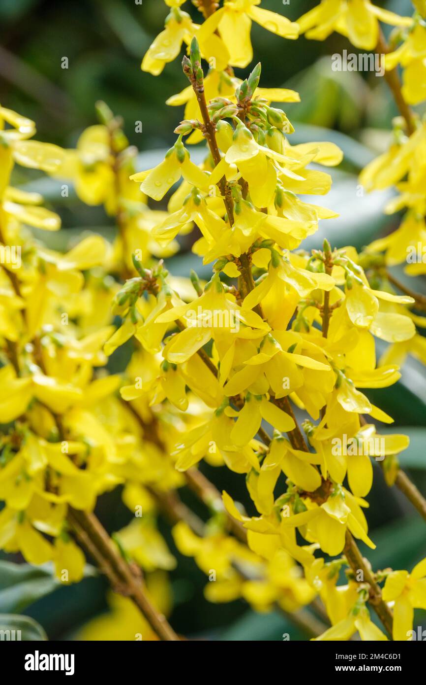 Forsythia x intermedia Week end Courtalyn, Forsythia x intermedia Courtalyn, Forsythia Weekend, abbondanti fiori gialli-dorati Foto Stock