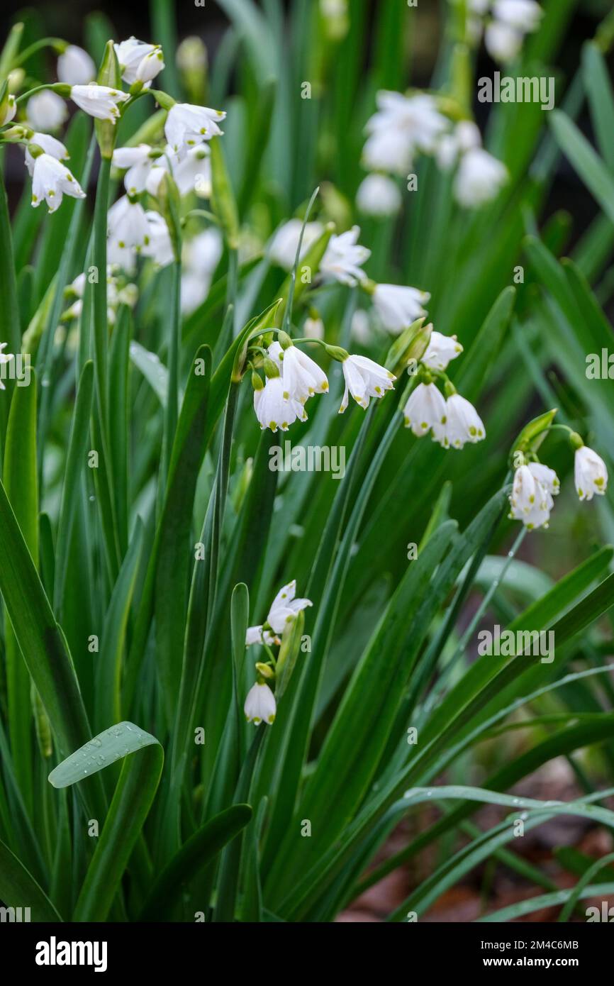 Leucojum aestivum, fiocco di neve estivo, giglio di Loddon, fiori bianchi a punta verde su un gambo senza foglie Foto Stock