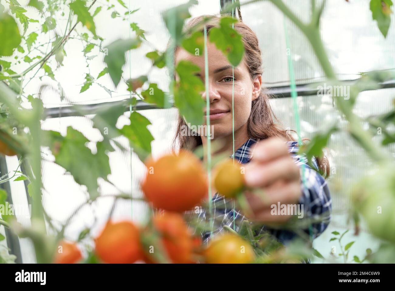 Donna in serra che raccoglie pomodori dal ramo. Foto Stock