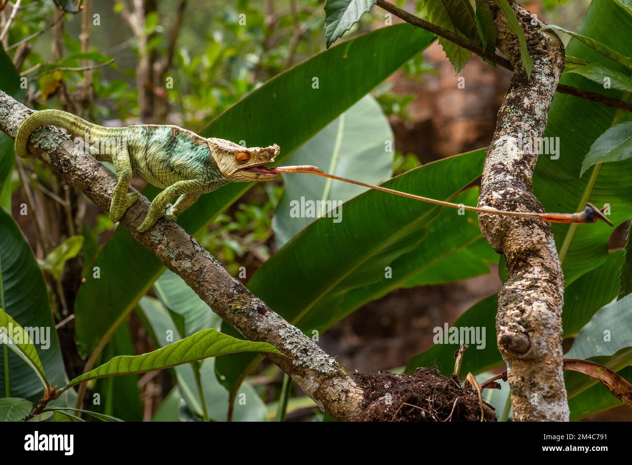 Parson's Chameleon - Calumma parsonii, rain forest Madagascar east coast. Colorata lucertola endemica. Foto Stock