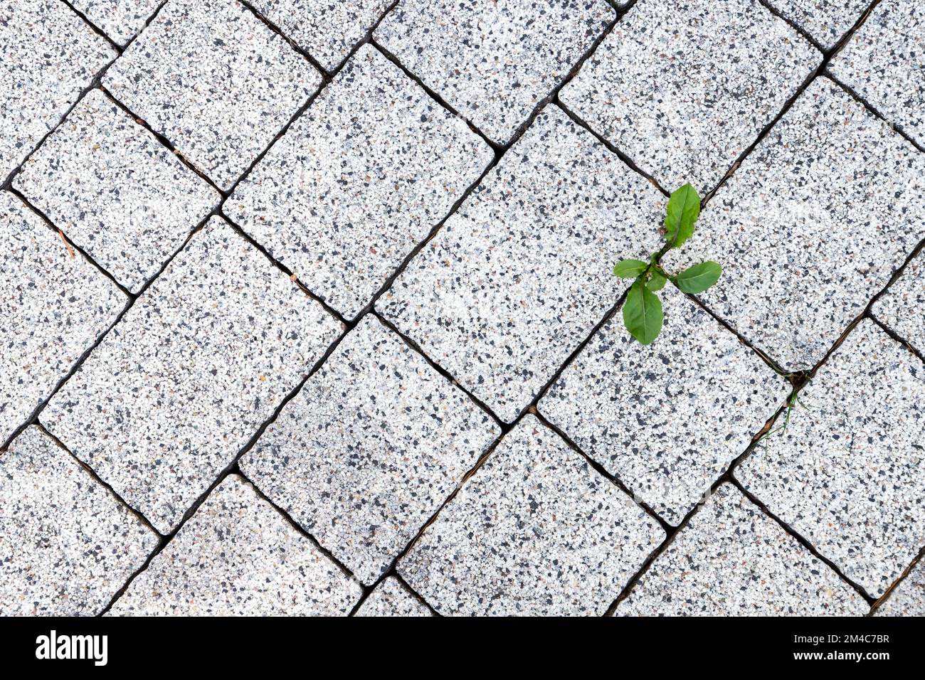 Piccolo germoglio verde cresce attraverso la strada acciottolata, vista dall'alto Foto Stock